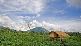 Bolaven - Capture the authentic charm of Laos’s cultural scene